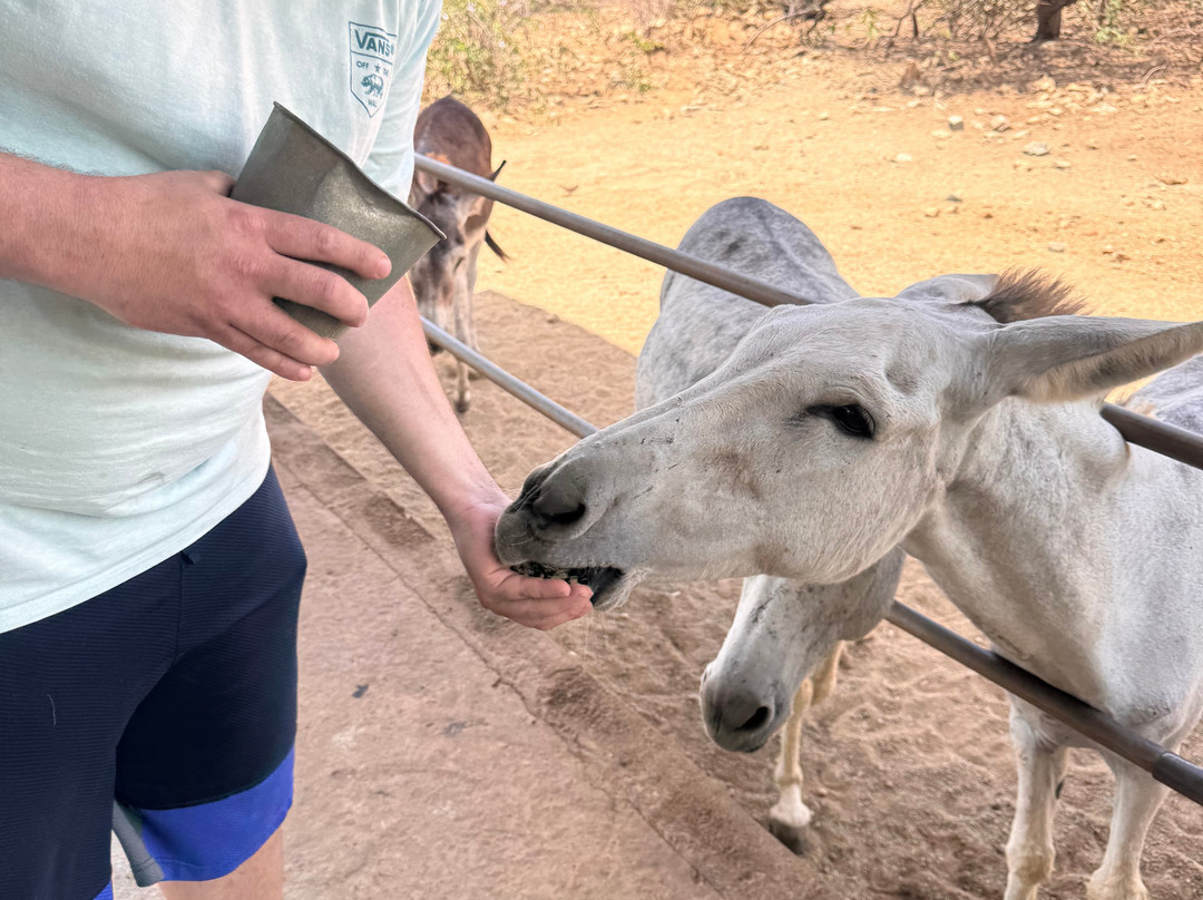 Donkey Sanctuary Aruba-Santa Cruz必去景点