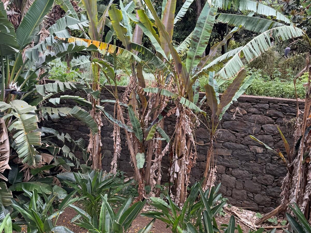 Madeira Botanical Garden-沙尔必去景点