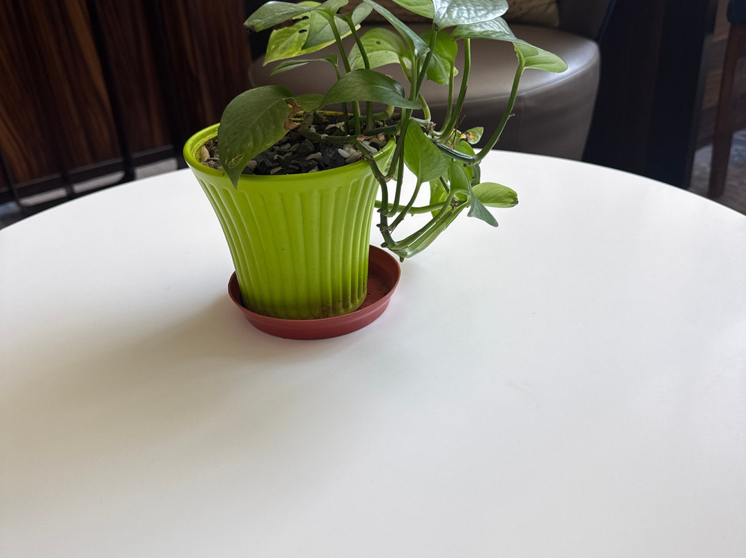 萨亚吉贾姆讷格尔酒店主图