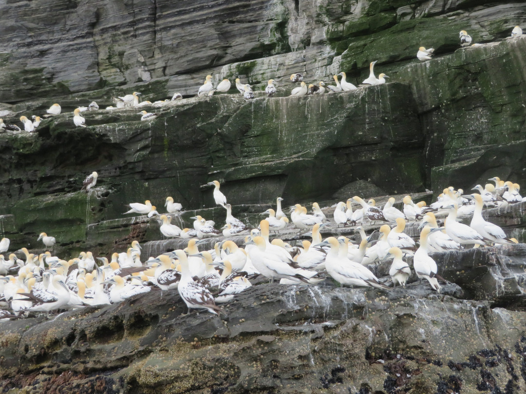 Seabirds and Seals - The Original Noss Boat Tours-Lerwick必去景点