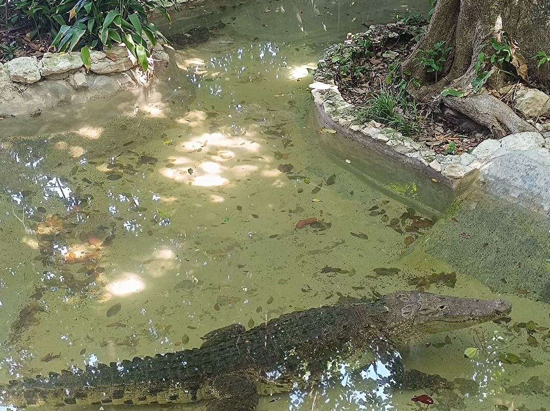 Croco Cun Zoo-从莫雷洛斯港必去景点