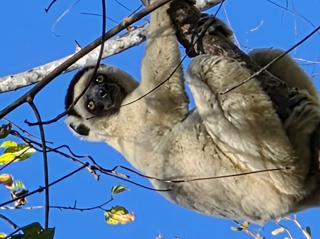 Madagascar Green Tours-安齐拉贝必去景点