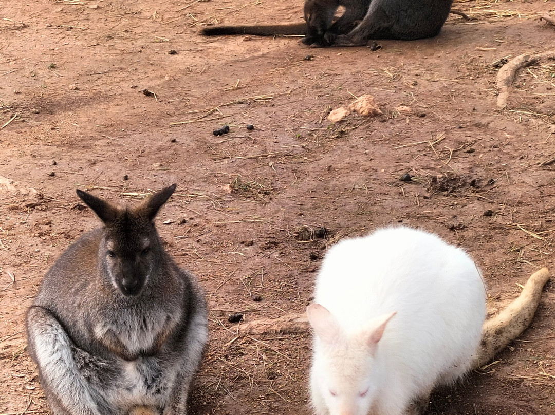 Safari Zoo Mallorca-萨可马必去景点