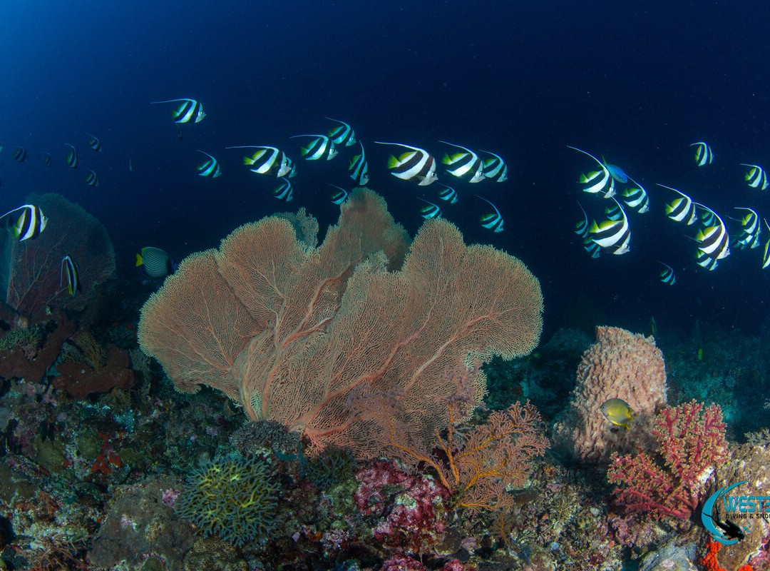 West Bali Diving And Snorkeling-Sumberkima必去景点