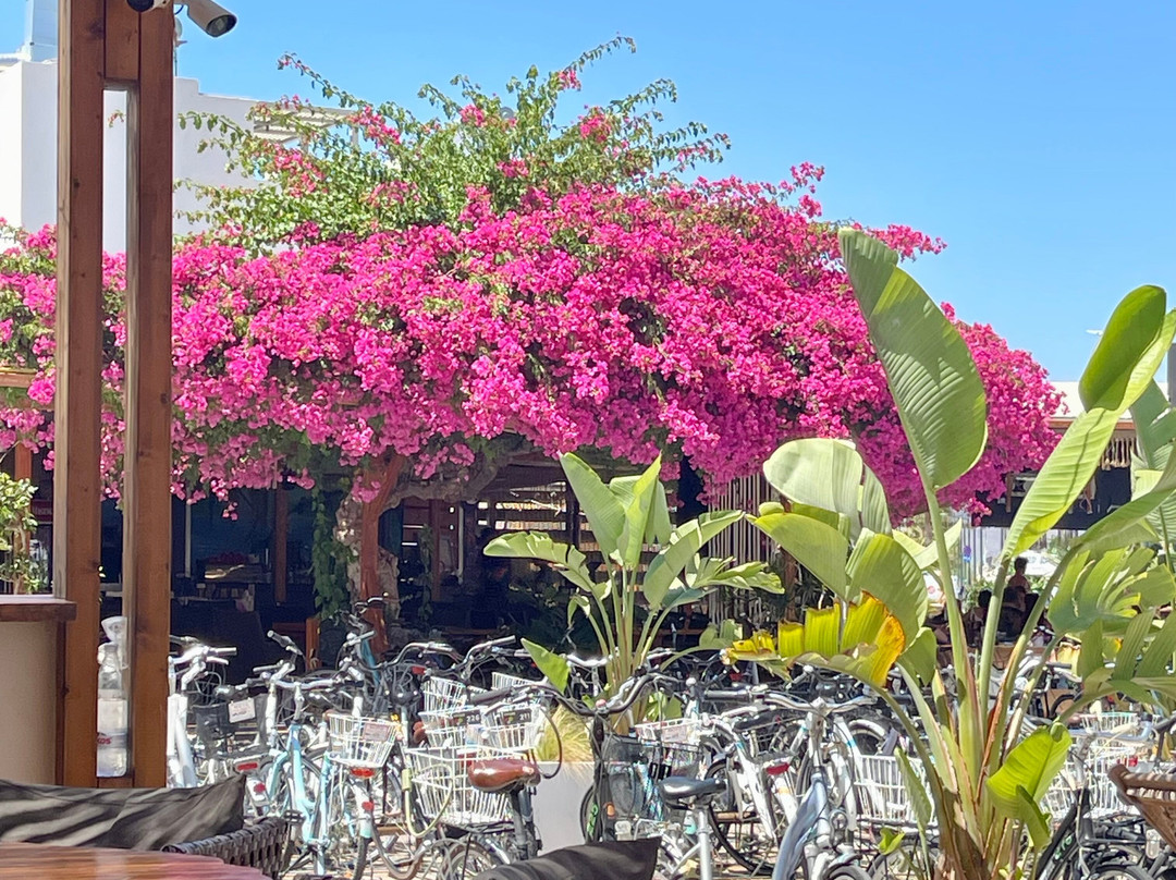 Papa's Beach Bar-Kos Town必去景点