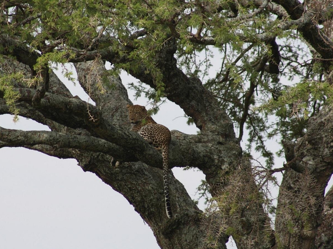 Livingstone Safari Tanzania-阿鲁沙必去景点