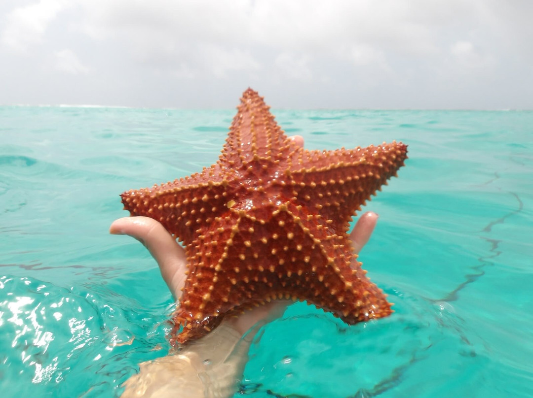 Catamaran Adventures San Blas-埃尔波韦尼尔必去景点