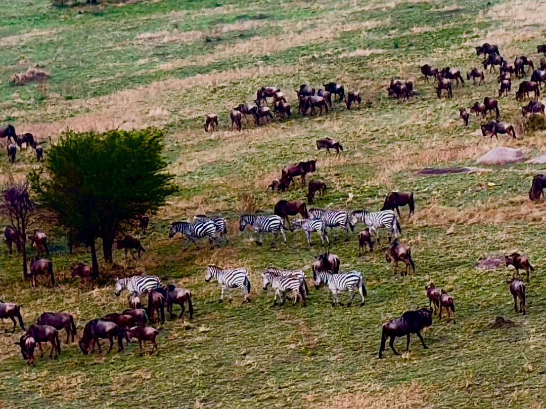 Serengeti Balloon Safaris-塞伦盖蒂国家公园必去景点