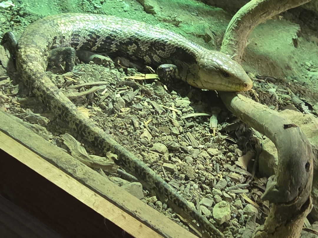 Wild Encounters Mini Zoo-Kilmeedy必去景点