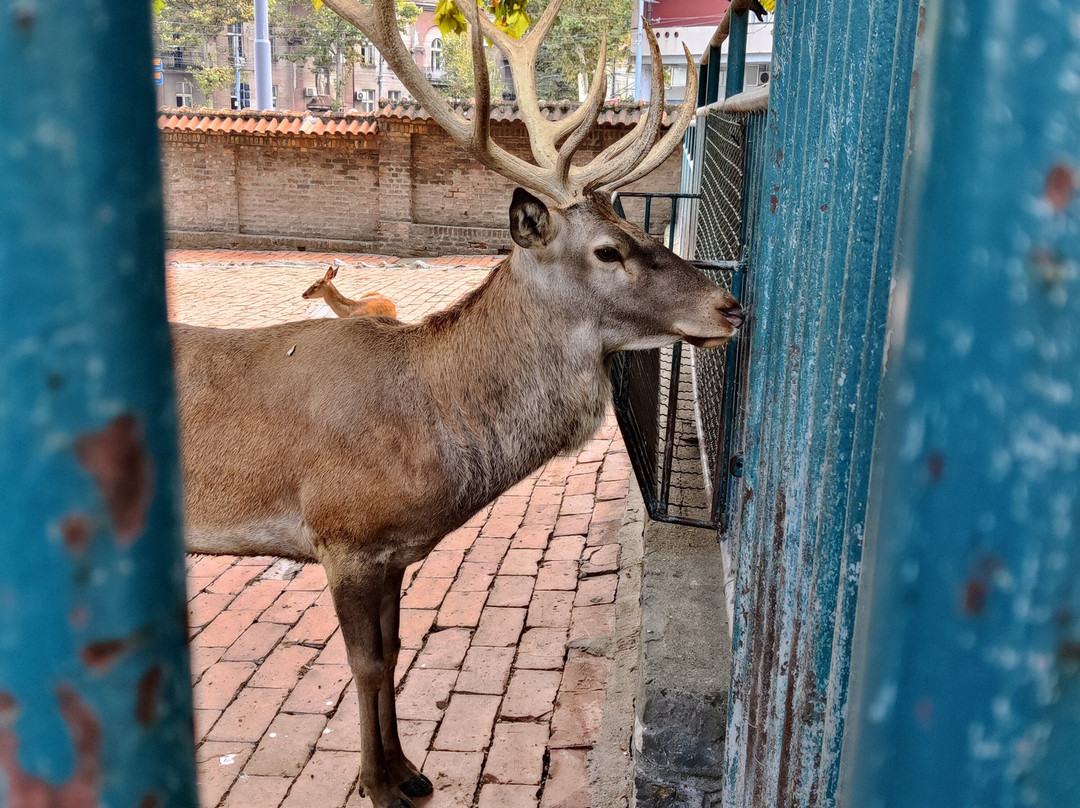 Belgrade Zoo-贝尔格莱德必去景点