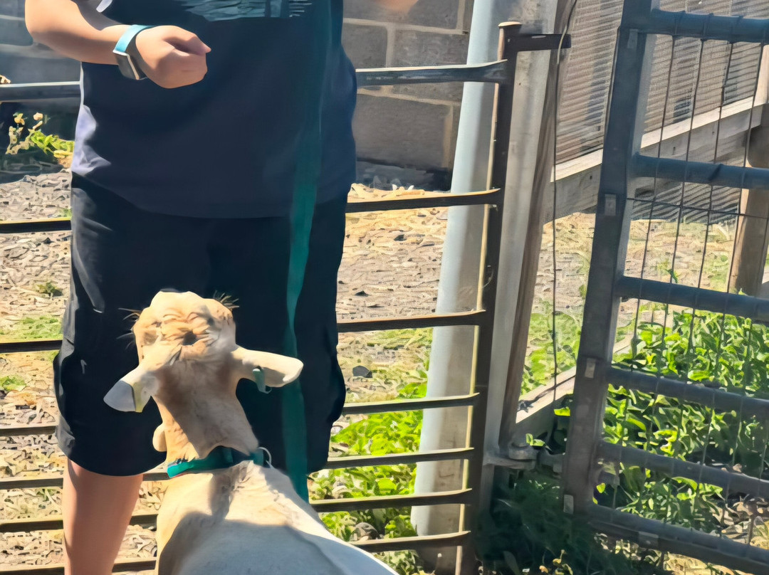 Little Goats At Brockenhurst-Brockenhurst必去景点