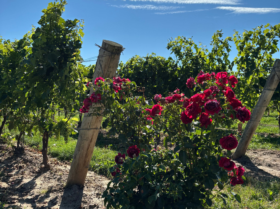 Two Sisters Vineyards-滨湖尼亚加拉必去景点