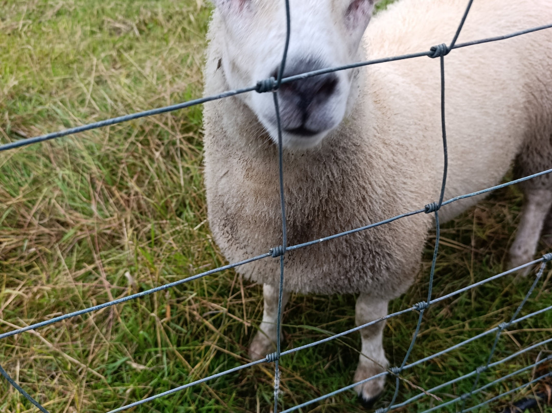 Lurgybrack Open Farm-County Donegal必去景点