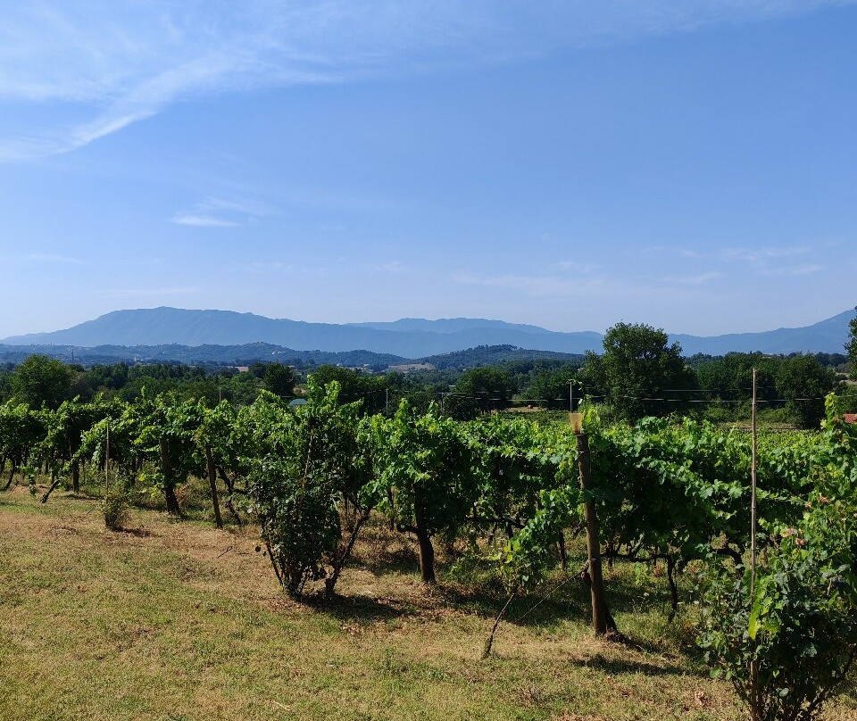 Azienda Vitivinicola Pileum-Piglio必去景点
