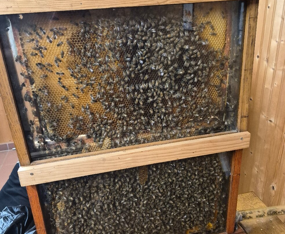 Musée Vivant de l’Apiculture-Chateau-Renard必去景点