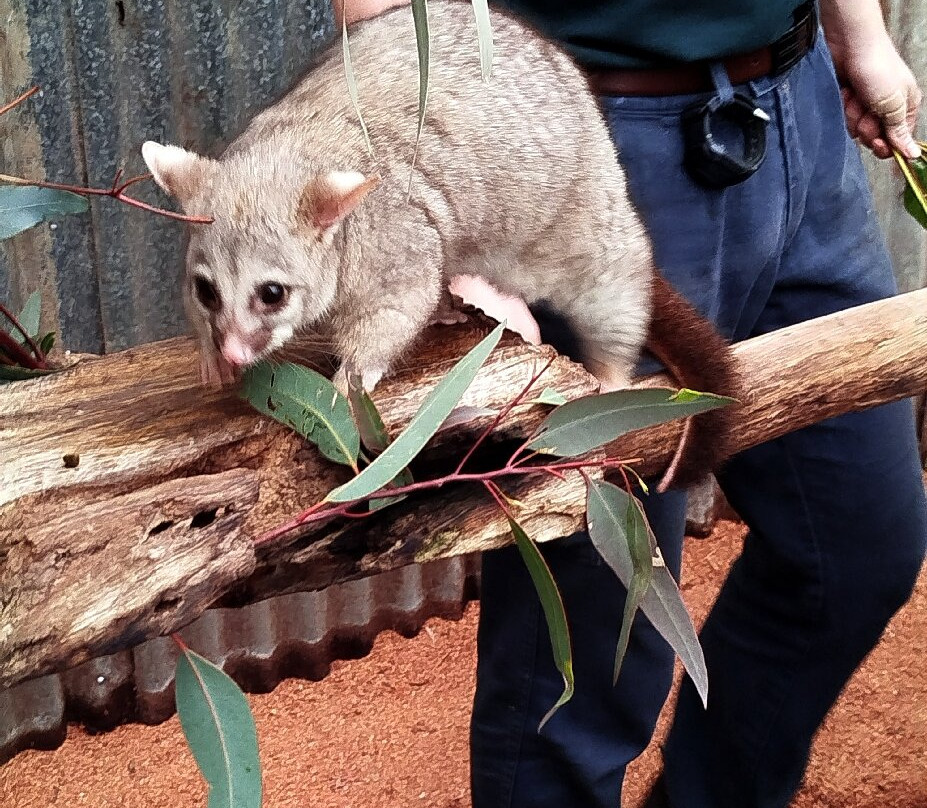 Caversham Wildlife Park-怀特曼 必去景点