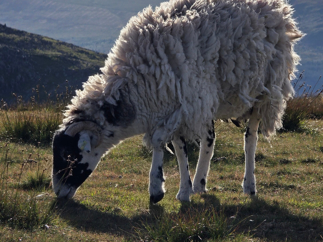Old Man of Coniston-Coniston必去景点
