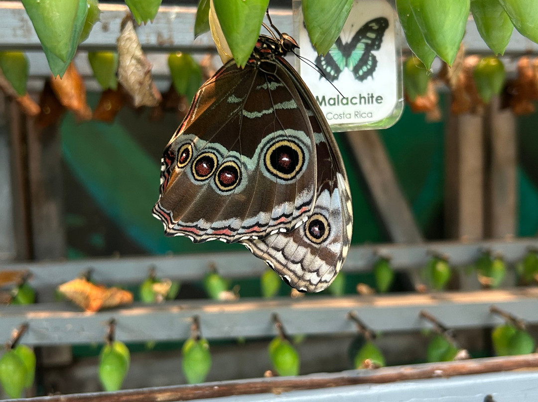 Cambridge Butterfly Conservatory-坎布里奇必去景点