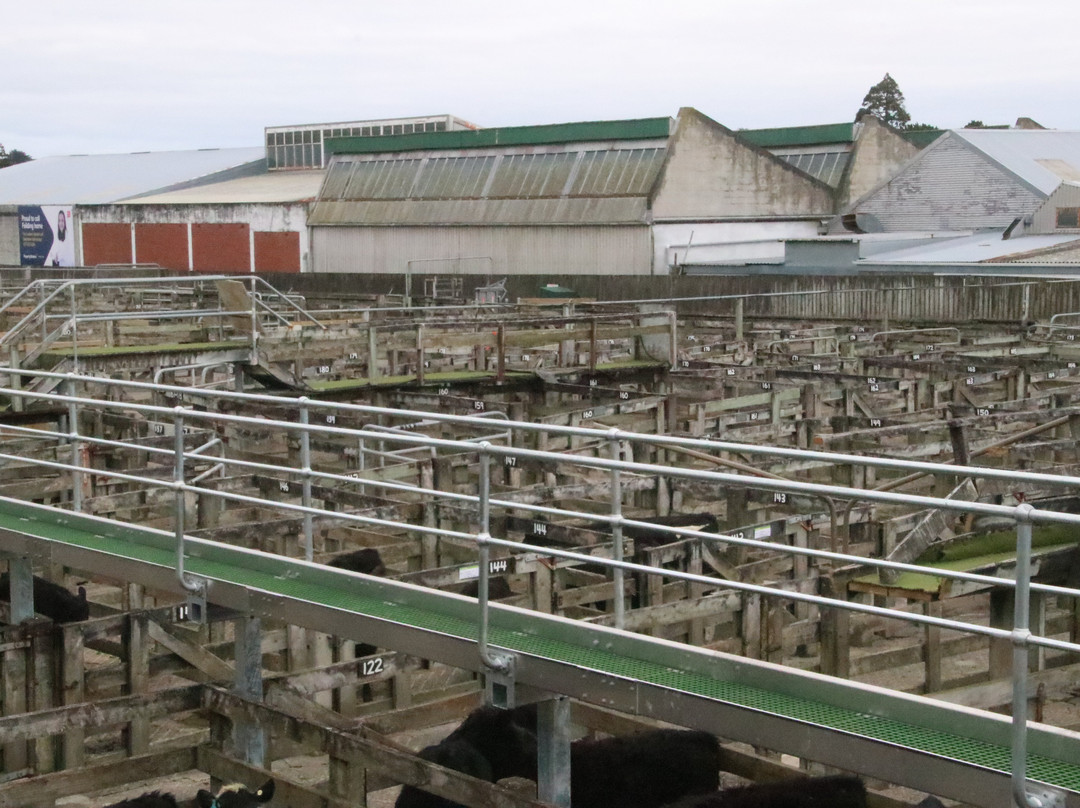 Feilding Saleyards Guided Tour-Feilding必去景点