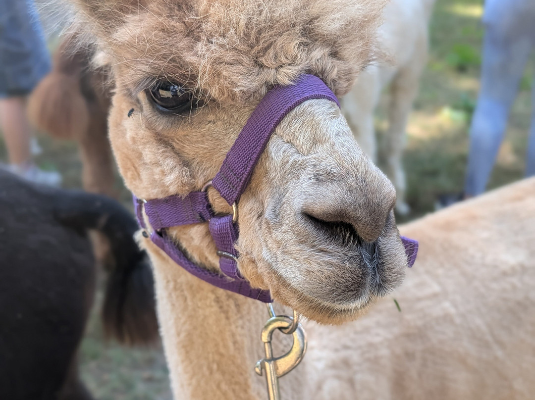 Bell Farm Alpacas-Pensford必去景点