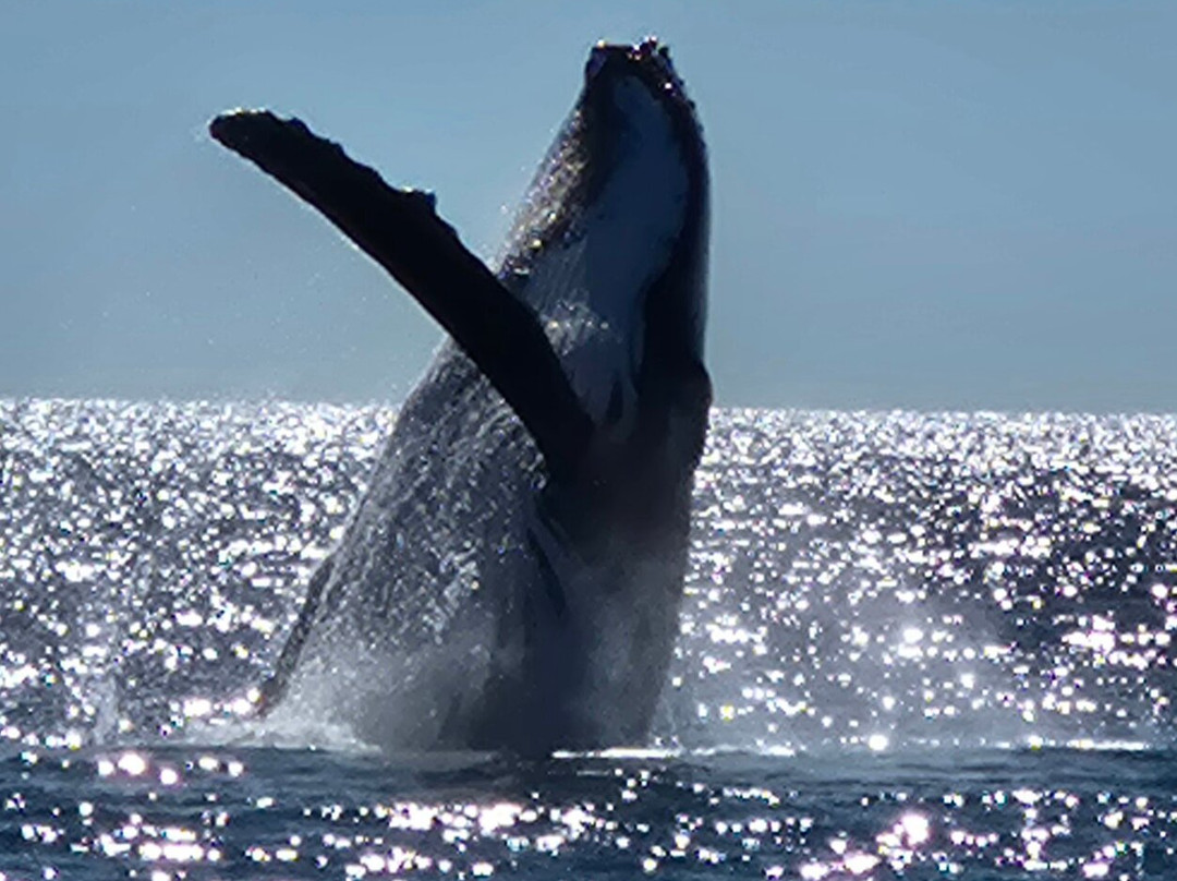 Pacific Whale Foundation Eco-Adventures Australia-尤兰根必去景点