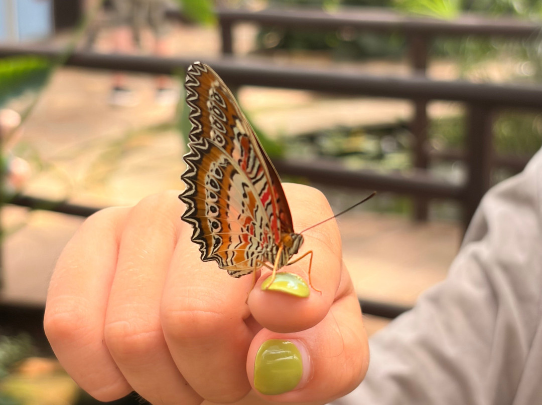 Butterfly World and Fountain World-Wootton必去景点