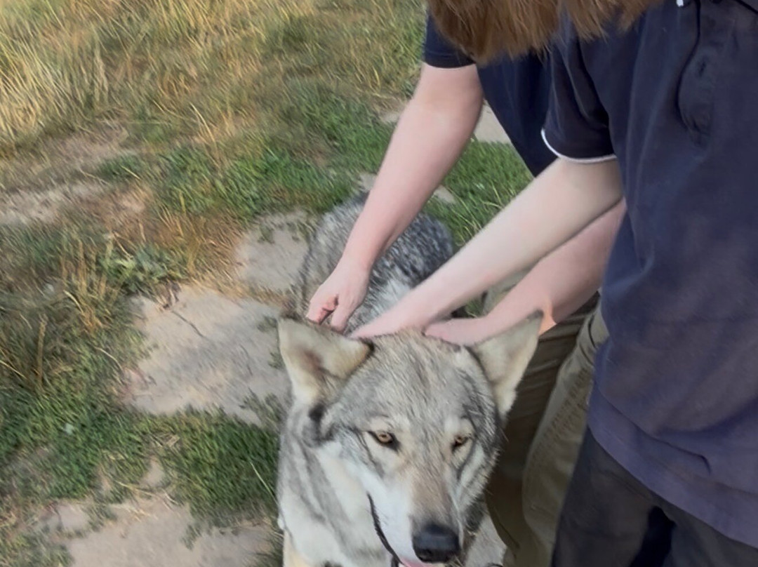 Watermill Wolves Wolf-dog Actors-Bexhill-on-Sea必去景点