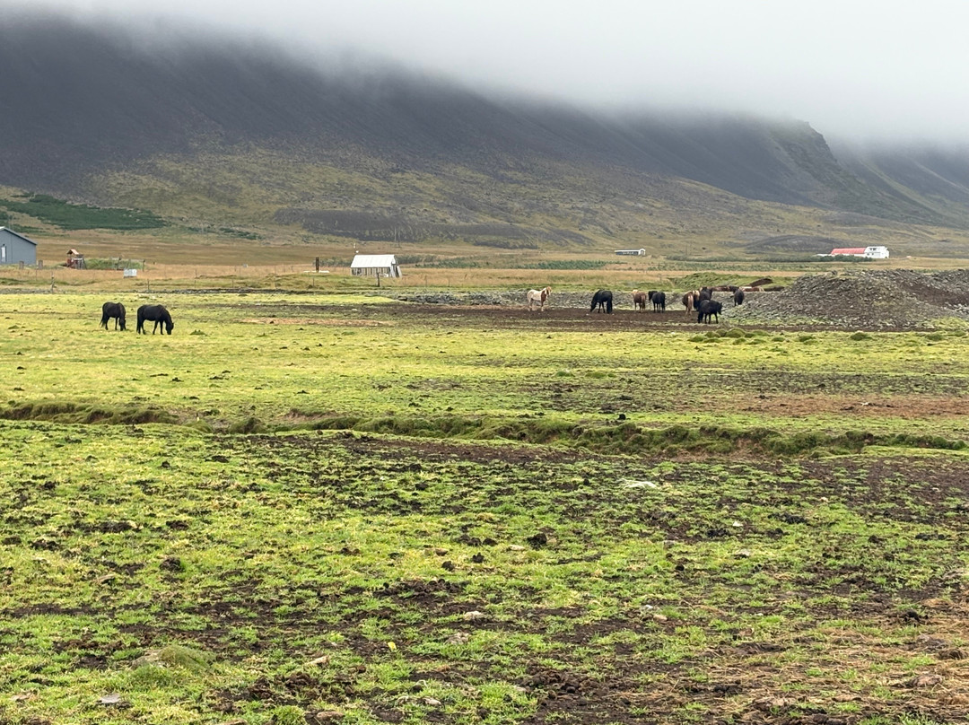 Lysuholl - Horseback riding tours-Snaefellsbaer必去景点