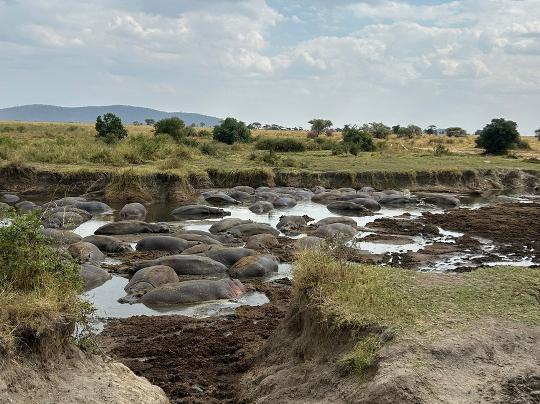 Serengeti Hippo Pool-塞伦盖蒂国家公园必去景点