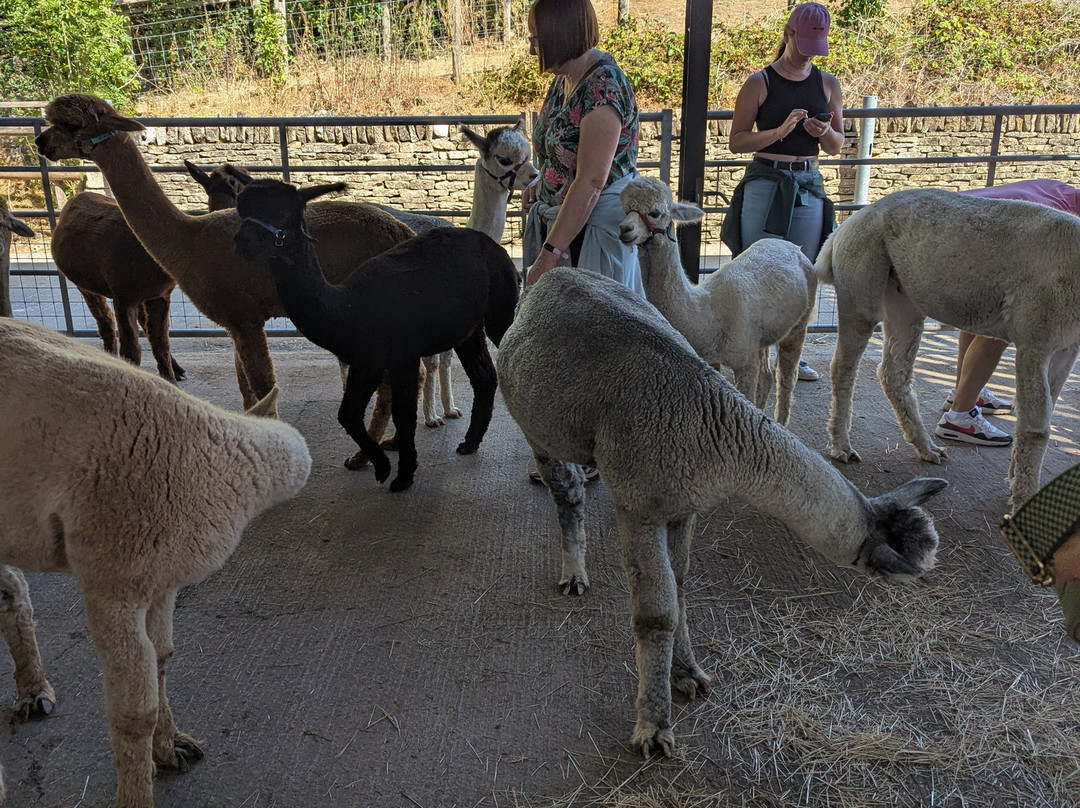 Cotswold Alpacas-切尔滕纳姆必去景点