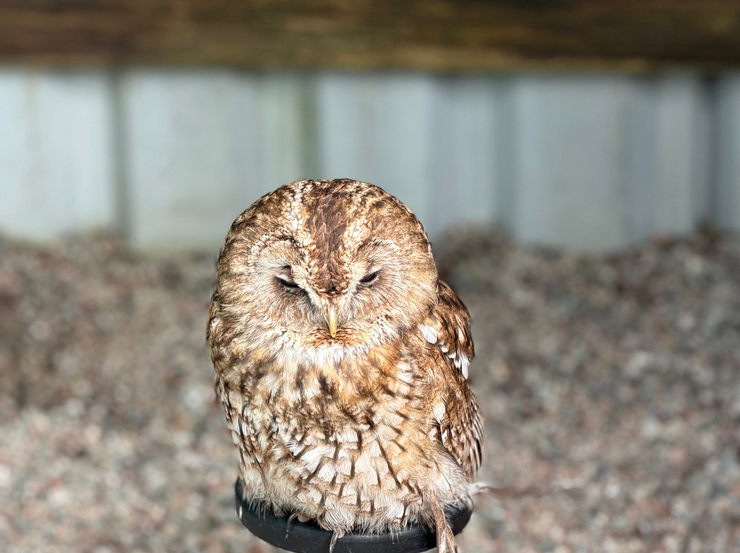 World of Wings Birds of Prey Centre-坎伯诺尔德必去景点