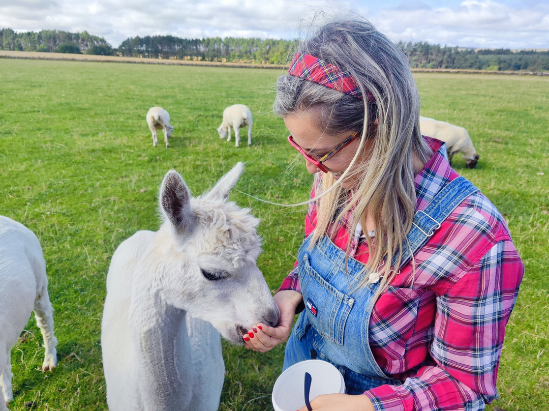Newton Farm Holidays & Tours主图