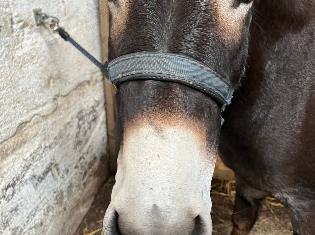 Kinedale Donkeys-Ballynahinch必去景点