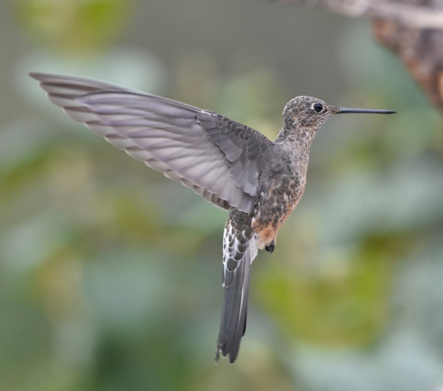 Ecuador Birds Tours-基多必去景点
