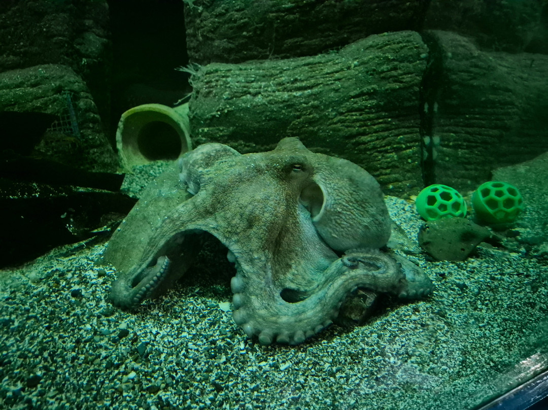 Ilfracombe Aquarium-伊尔弗勒科姆必去景点