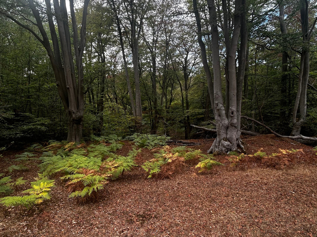 Epping Forest-Epping必去景点