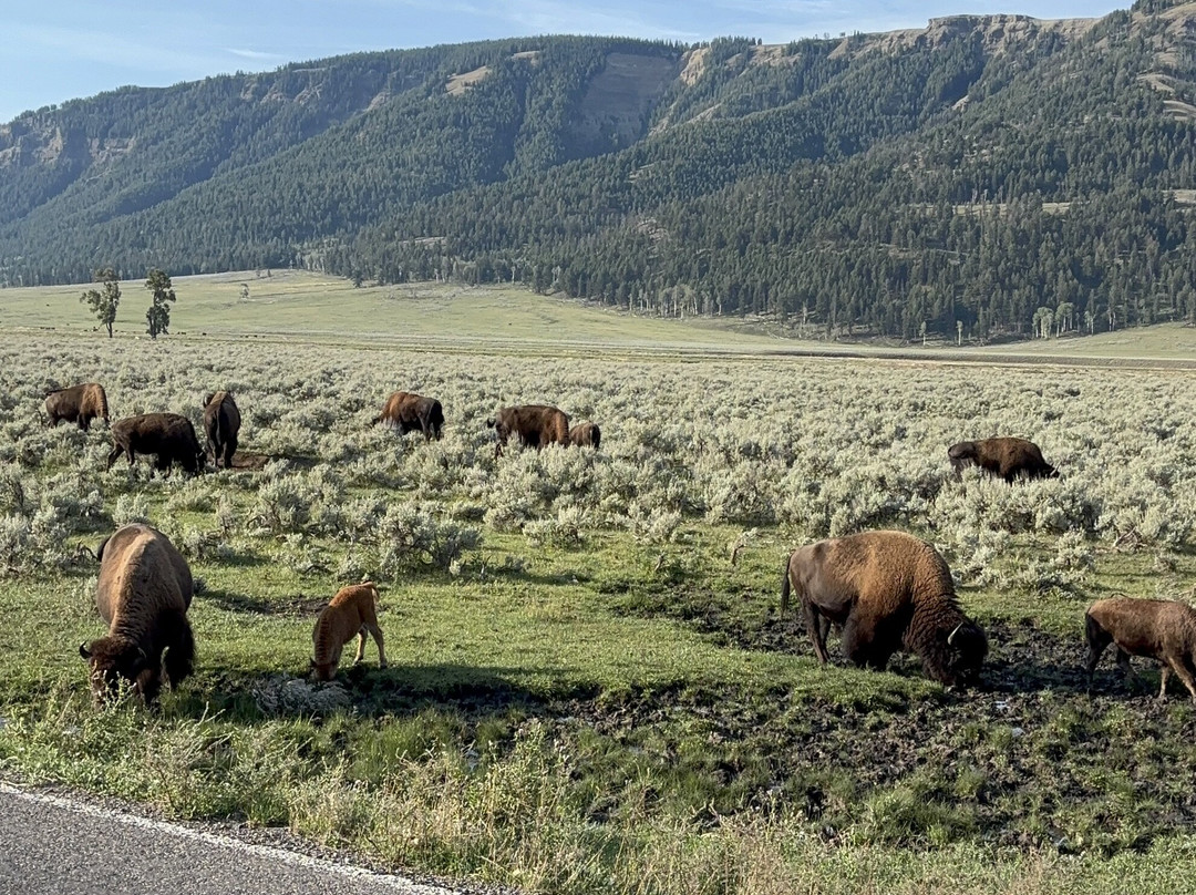 Lamar Valley Touring-加德纳必去景点