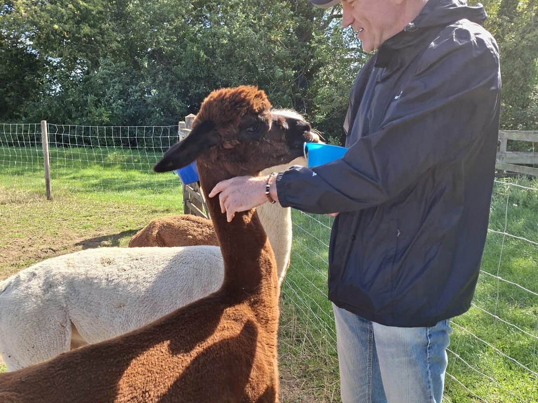 Big Sky Alpacas-Alford必去景点