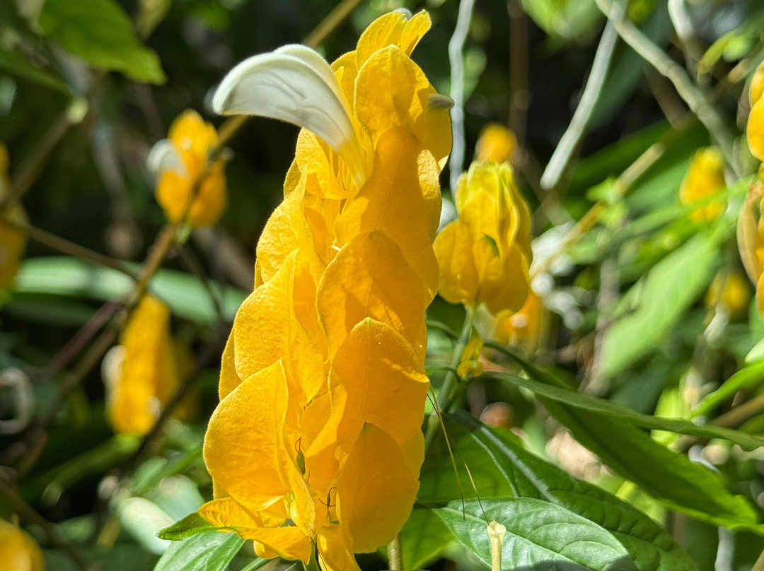 Orquidario de Estepona-埃斯特波纳必去景点