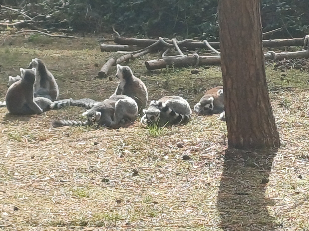 Yorkshire Wildlife Park-Auckley必去景点