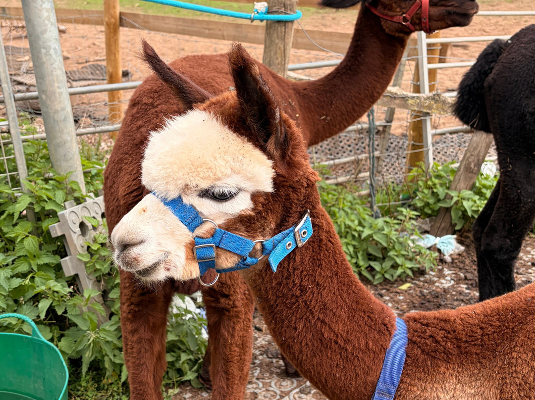 Lucky Tails Alpaca Farm-Atherstone必去景点