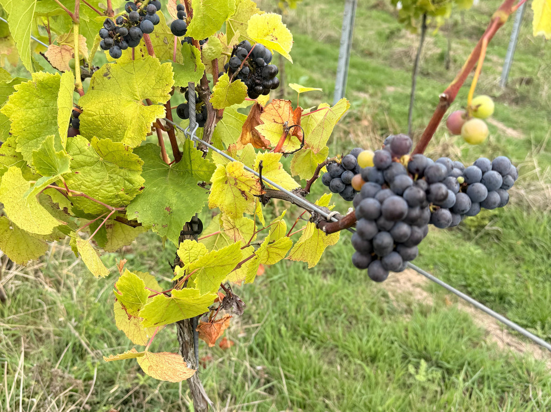 Wayfarer Wines-Woodchurch必去景点