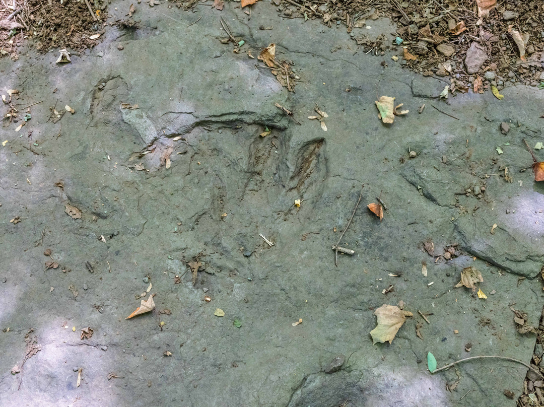 Powder Hill Dinosaur Park-Middlefield必去景点