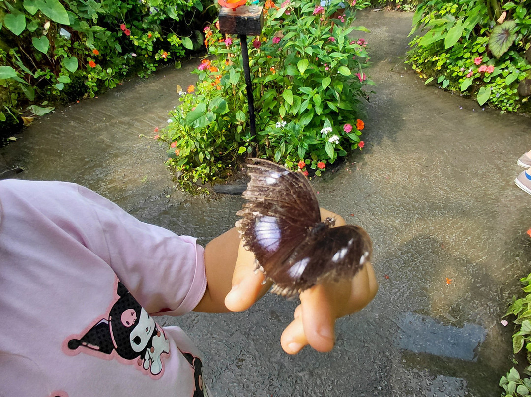 Magic of Life Butterfly House-Cwmbrwyno必去景点