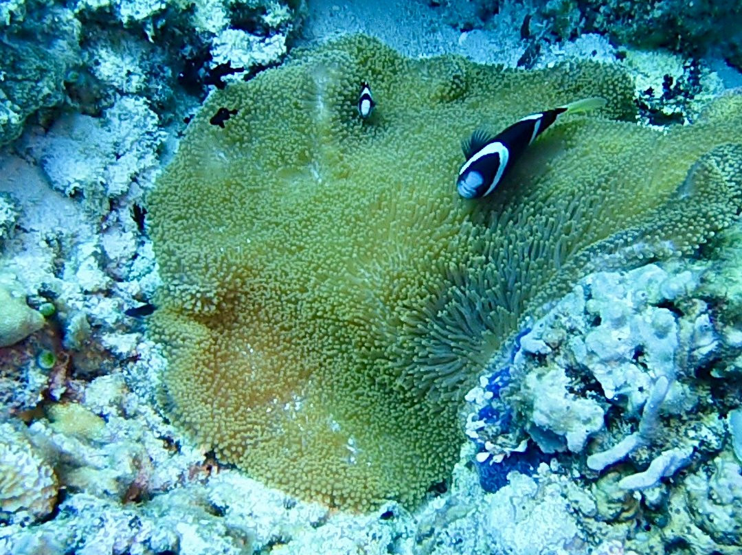 DSM Dive - Gili Trawangan-吉利特拉万安必去景点