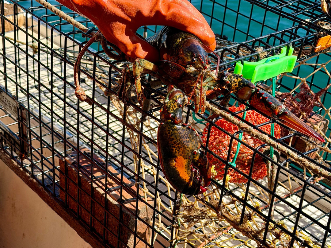 Lulu Lobster Boat-巴港必去景点