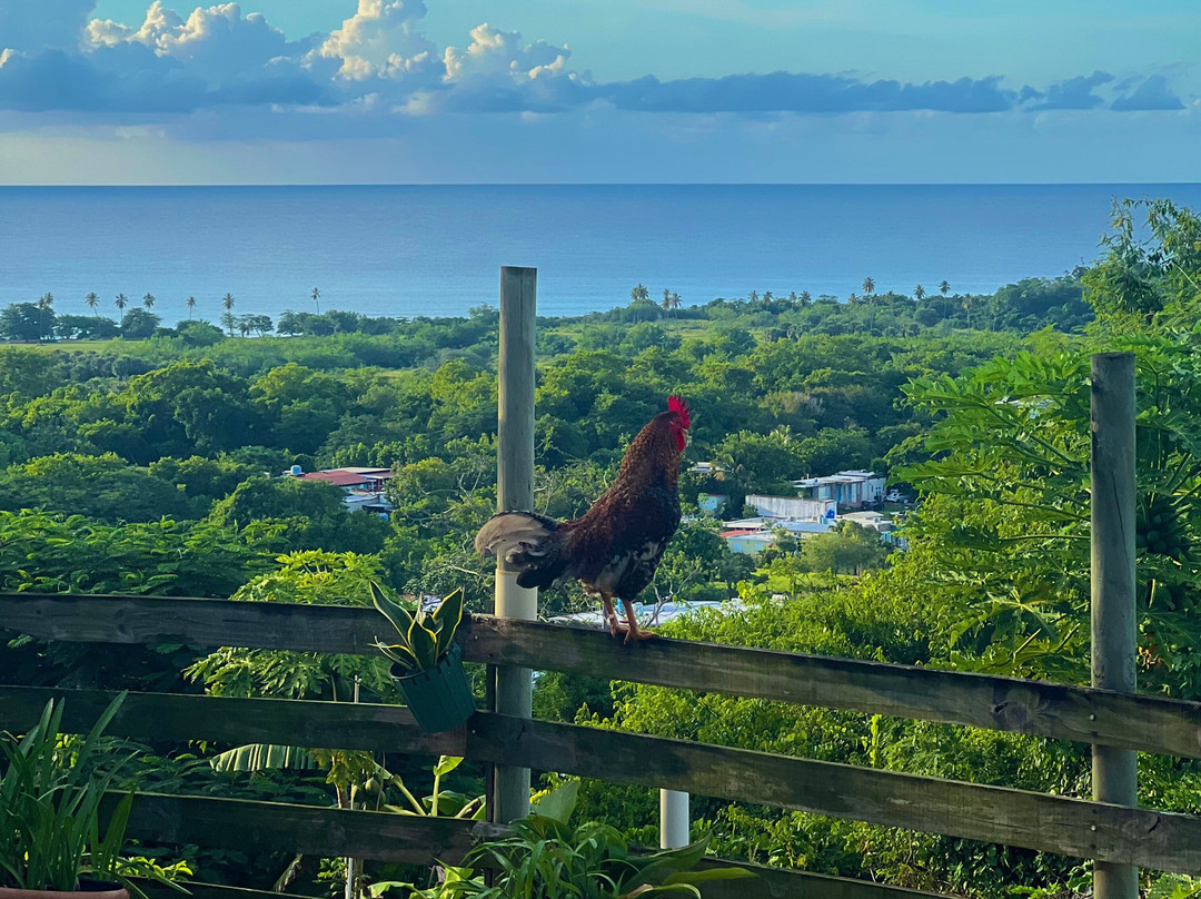 Aguadilla Guest House主图