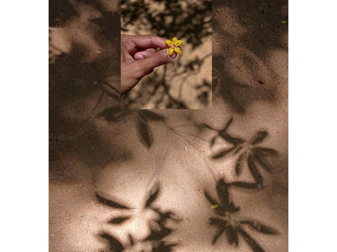Popham's Arboretum-丹布拉必去景点