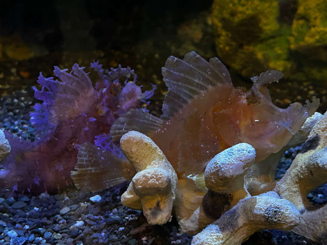 Aquarium At The Boardwalk-布兰森必去景点