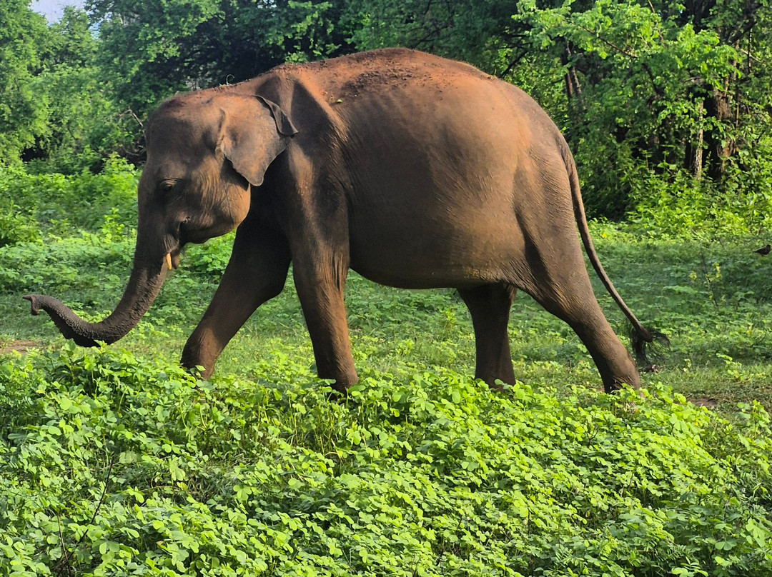 Tony Sri Lanka Tours-亚洪加拉必去景点